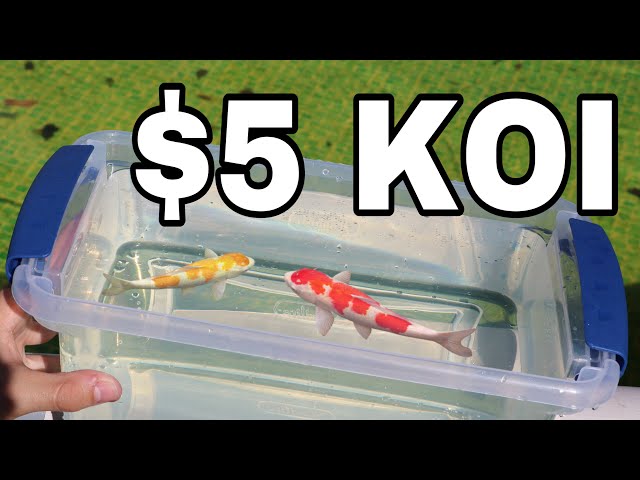 BUYING 5 DOLLAR Koi for my MINI POND!