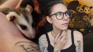 SAVING a baby opossum