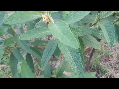 Erva baleeira (Cordia verbenacea)