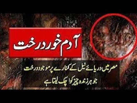 Man Eating Trees - Adam Khor Darakht - Mysteries Of Trees - Explore realty Urdu Documentaries