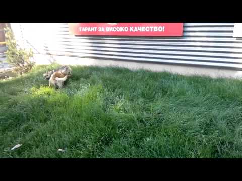 ALLVIEW p5 quad core video