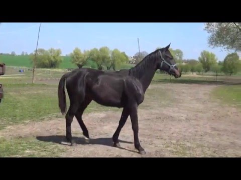 Diarado-Grannenstolz colt * 2015 for sale