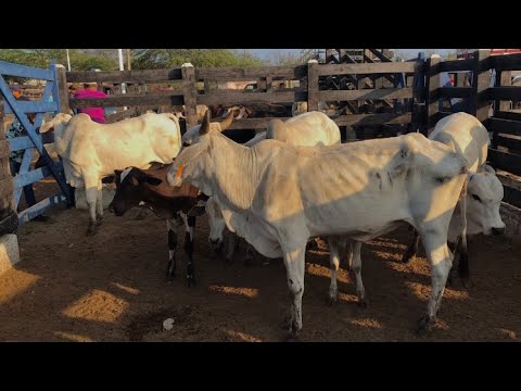  feira de animais em barra de Santa Rosa pb