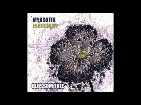 [Blue Flower Project] Blossom Tree - Myosotis