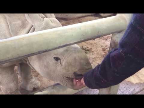 Baby rhinoceros chews on our fingers