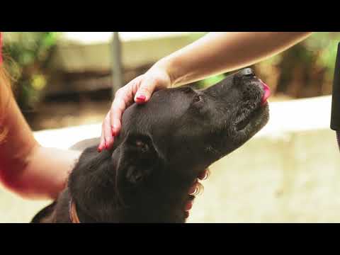 Cute Funny Animals || Cute Dogs || Pankhuri Sharma ||