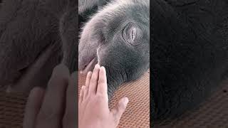 ส่งน้องช้างกลับดาว โอกาสหน้าเจอกันใหม่นะ #automobile #animallife #zoo #elephant