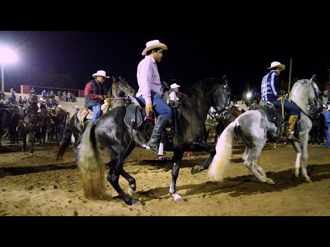⭐ CABALLOS BAILADORES DESPUES DE LA CABALGATA EN CULIACAN