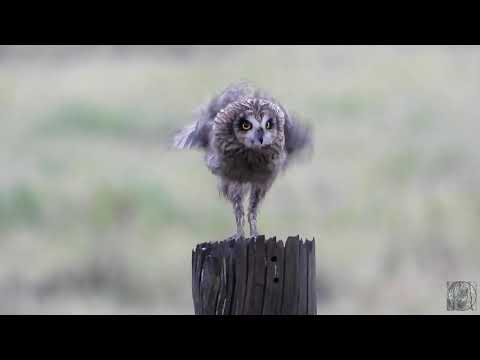 Short eared owls on a cold and windy December morning