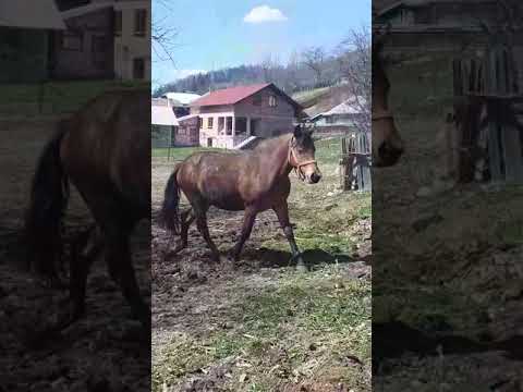 Manză de 1 an si 9 luni