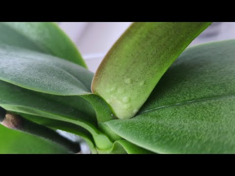 Хлорофитум щитовка. Капли на листьях орхидеи. Капли на листьях орхидеи. На орхидеи появились липкие капли что это. На орхидеи появились липкие капли что это.