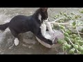 Tuxedo Cat Fighting With His Brother