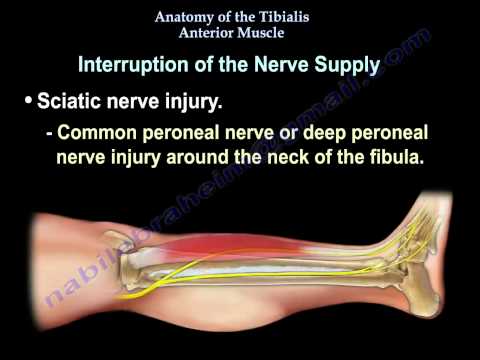 Anatomy Of The Tibialis Anterior Muscle - Everything You Need To Know - Dr. Nabil Ebraheim