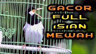 Download lagu JALAK SUREN SUPER MANTAP UNTUK MASTERAN JALAK SUREN AGAR GACOR BONGKAR ISIAN   #jalaksuren mp3