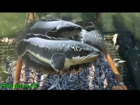 , title : 'Giant snakeheads feeding | farming in business'