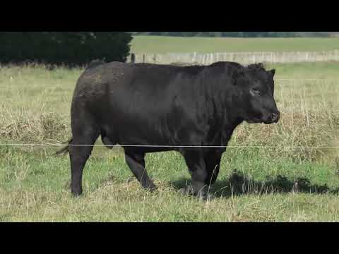 Lot 15 DANDALEITH 156 24