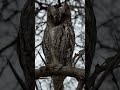 African Scops Owl Close Up