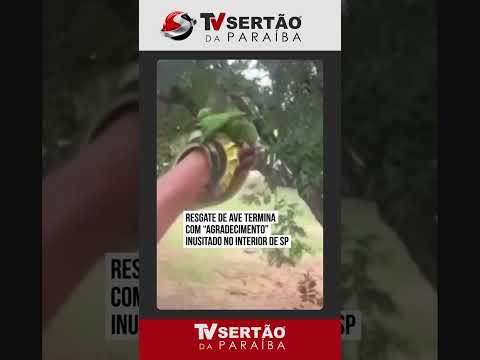 Resgate emocionante: Pássaro 