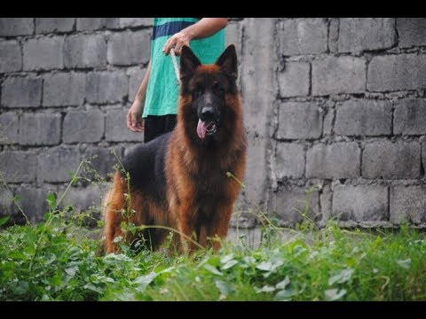 How I Groom my Longhaired German Shepherd!