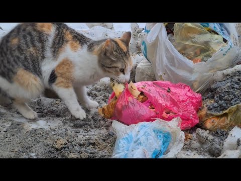 The poor stray cat needs to find Food from the trash or it will starve.