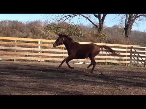 Fadila TNE, November 2015