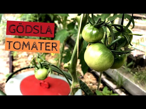 , title : 'Gödsla TOMATER - Hur jag gödslar och vattnar mina tomater under säsongen.'