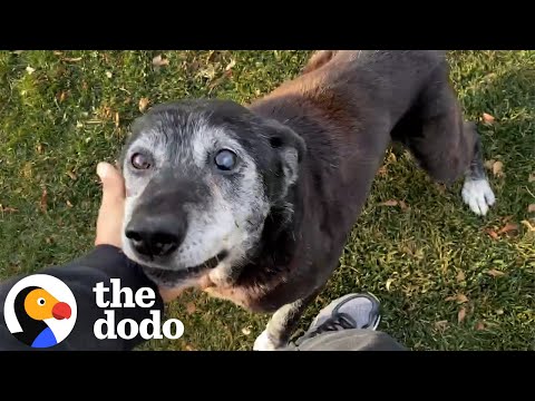 16-Year Old Dog Abandoned At The Shelter Gallops Like A Puppy Again | The Dodo