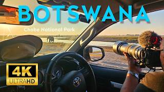 🇧🇼 BOTSWANA 2026 (1) Čobės nacionalinis parkas #botswana #chobe #africa #chobenationalpark #elephant