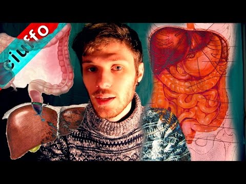 Apparato Digerente: Intestino Tenue, Crasso, Fegato e Pancreas