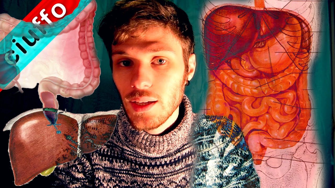 Apparato Digerente: Intestino Tenue, Crasso, Fegato e Pancreas