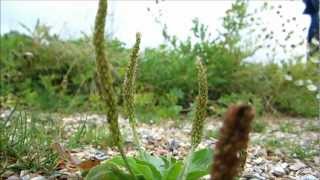 preview picture of video 'Greater Broadleaf Plantain (Plantago Major subsp. Major) - 2012-08-08'