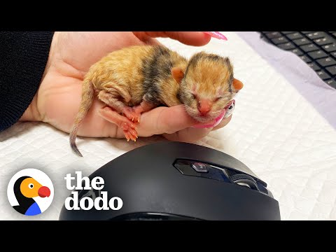Tiny Kitten Goes To Work Every Day With Her Foster Mom | The Dodo Little But Fierce