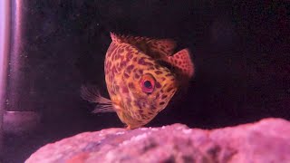 The Magnetic Fields - I&#39;ve Got a Date with Jesus (Official Video)