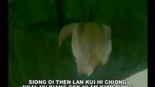 Con loi san kheu jong ( Hakka love song )