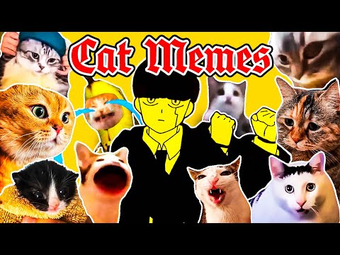 Bling Bang Bang Born x Cat Memes