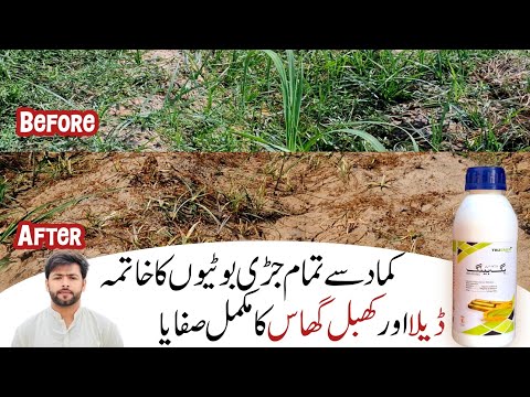 How To Control Weeds in Sugarcane Crop | Deela Or Khabal Gass Ka Control