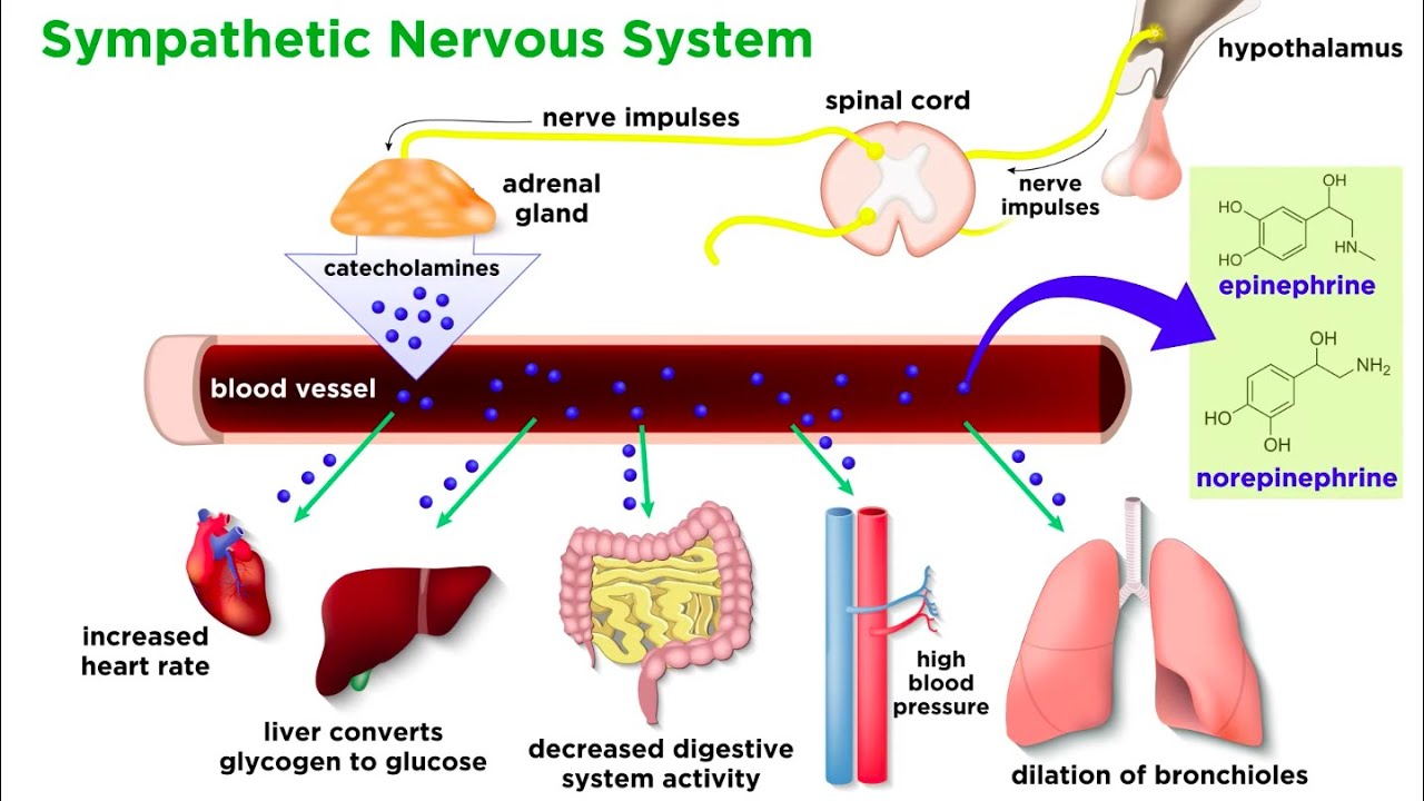 The Physiology of Emotion and Stress