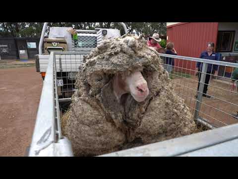 , title : ''Overgrown 'Baarack' the Sheep Loses 78-Pound Wool Fleece Before and After'