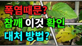 참깨 고온다습한 날씨에 참깨관리해서 알이 꽉찬 참깨 수확할 수 있어요.