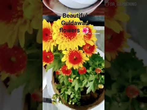Guldawari flowers 🌸🌸☘️#flowers #plants
