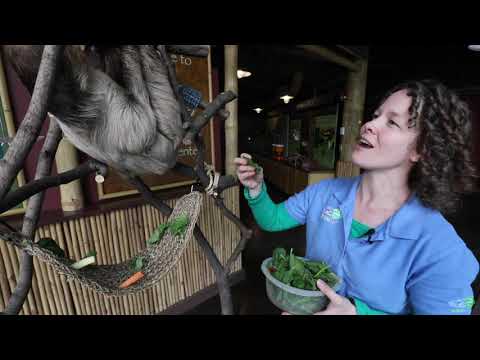 The Zoo To You with Flash the Sloth