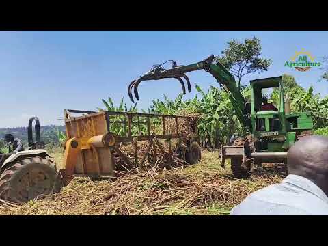 How Sugarcane is Loaded Onto Transport Tractors After Harvest | Mechanization in a play