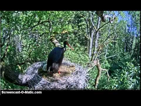 01/06/2015  10:44  Black stork intruder takes off