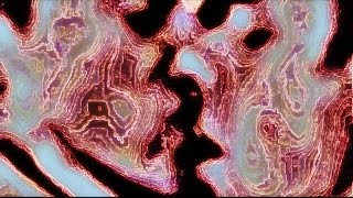 The Hidden Cameras / Carpe Jugular / Improper Mix / Veefactory