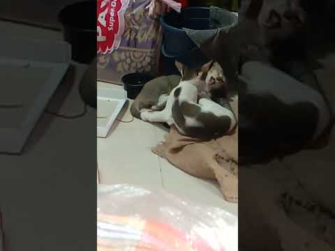 cat fiting orginal video #comedy #funny #comedy