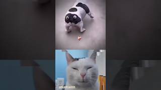 Funniest Dog Chippy chippy chupa chupa. #cat #cats #explore #music #shorts