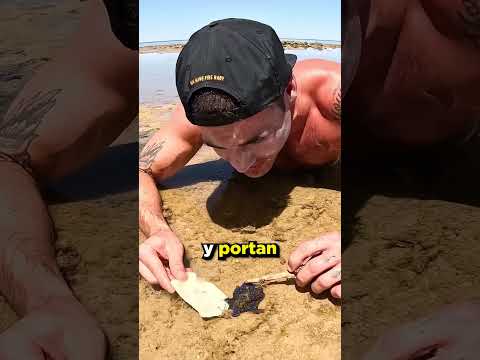 This Poisonous Octopus Attacked This Guy ⚠️💀