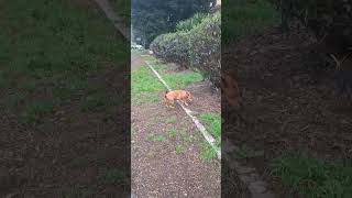 Download lagu TABUNAN MO #trilly #park mp3