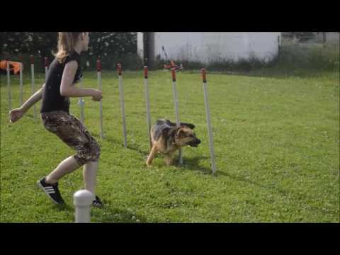 Agility training Málkov - 8.6.2016