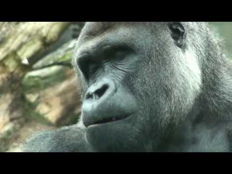 Rare and Unique Birth Gorilla Twins June 2013 Burgers Zoo Arnhem Netherlands Europe - 1